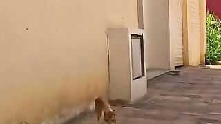 The cat fell in love with her rescuer after 31 days. #cat #rescuedcat #kitten #heaven