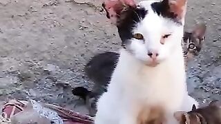 A couple helped a mother cat with ear tumors and 7 kitten