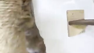 Funny cats and kittens. #cat #kittens #catssanctuary #cute #funny