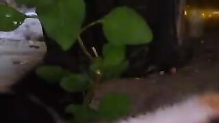 Trying to help mama cat after her wooden house is stolen. #cat #cat