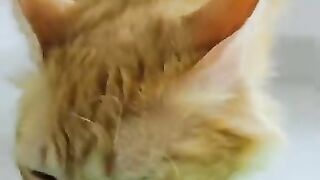 Bella cat while eating -- Asmr. #cat #eating #cutesound