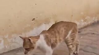 Love has no limits when it falls between a cat and its