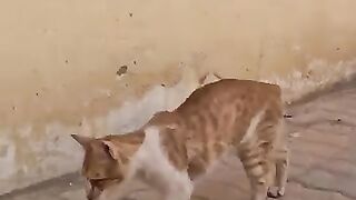 Let your love spread to help these angels.