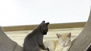 Incredible massage. #cat #kitten #heaven