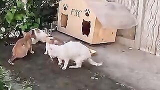 Tripod cat feels better after being saved by man. #rescuedcat #cat