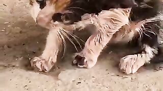 Love fell between a kitten and its savior. #kitten