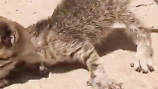 A kitten with an amputated paw, crying in pain. #kitten #cat #Help