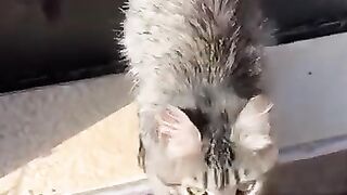 A cat that doesn't want to leave its rescuer.