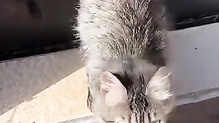 A tripod cat fell in love with his rescuer.