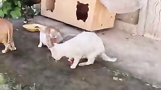 Pain and hope -- Trying to save a stray cat suffering from