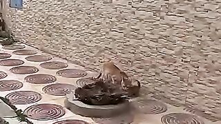 Mama Cat sought help from the right person.