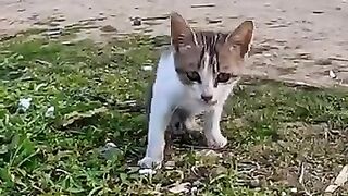 Hope's encounters began on the street with the savior. #cat #kitten