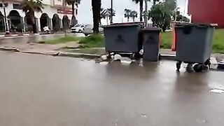 A stray cat waits next to the garbage can for someone