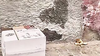 Mama Cat was confused after we replaced her paper house with a wooden house