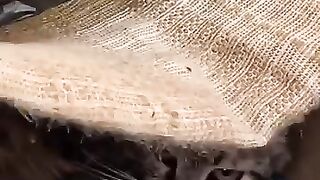 Mama Tabby Cat will not hiss at us, seeing the help we provide to stray cats. 2