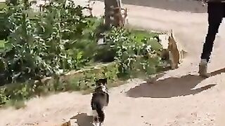 We wouldn't have a smile on our faces if we didn't help all the cats of my city. #kitten #cat