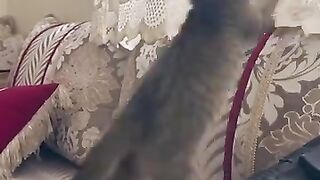 This kitten gives me a smile all day long. #kitten #catlover #cat