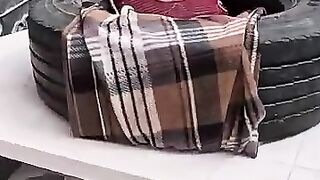 Mama Cats are very happy after bringing her a luxurious wooden house. 2