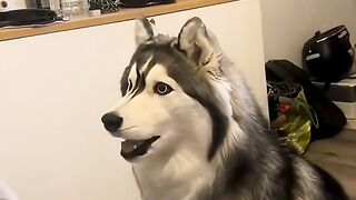 unny husky. ????_doglovers _huskylife