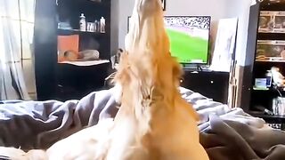 Golden retreivers are the funniest breed????_cutepets _viraldog _dogmoments _goldenretriever