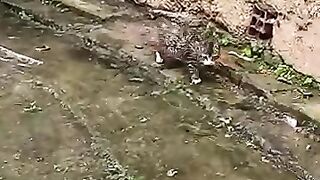 Trying to save a kitten with special needs