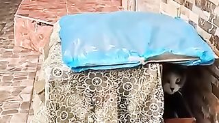 This couple tries to house all the newly born kittens in warm wooden kennels