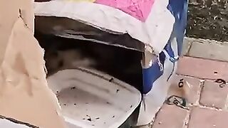 Mama Cat joy and shock upon seeing her kittens in a cute wooden house. #rescuedc