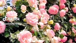 The flowers of beautiful 4