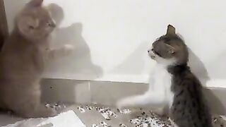 Showing strength between the two kittens in the first meeting.