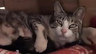 Trying to rescue a mama cat with two 3-day-old kittens. 2