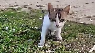 Trying to rescue a kitten who challenges her disability to adapt to street life. 2