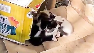 Trying to Save a Mama Cat and her Angry Kittens.
