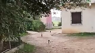 Try walking with a bucket of cat food and you will be surrounded by cats everywhere.