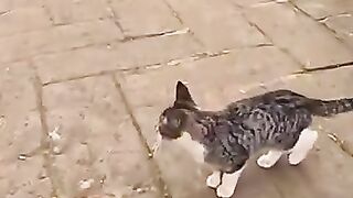 When a Stray cat feels ashamed to ask for food, it will