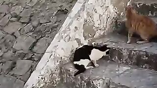 The stray cats started meowing like crazy when I brought them a bucket of food. 2