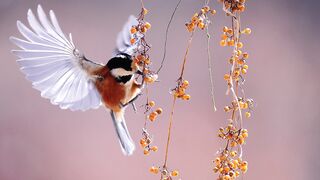 ✅Música de Cura para Acalmar a Ansiedade Ajudando no Tratamento da Depressão
