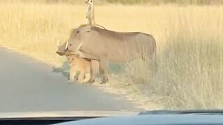 Watch These Funny Animals Make You Smile 4