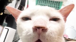 Watch These Funny Animals Make You Smile 5