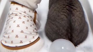 Watch These Funny Animals Make You Smile 7