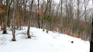 Winter Coat - person walking in the snow forest | Trending HD Video