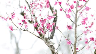 Winter Coat - id | Trending HD Video 98