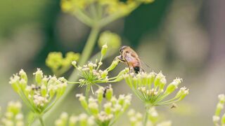 travelite - id | Trending HD Video 268