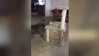 Funny animal moments