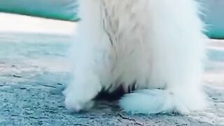 Cute cat