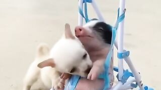 Dog Best Friend Of Hin|Cute Dog video|Funny Dog Video
