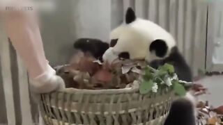 Playing Pandas ???? Baby Panda [Funny Pets]
