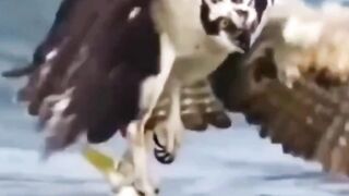How Falcon is hunting FISH