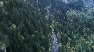Coniferous of view