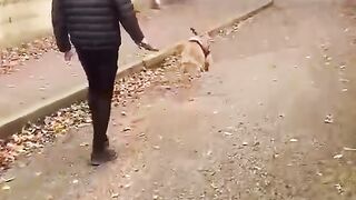 ???? dog
