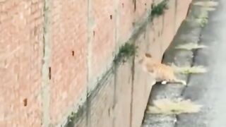 FUNNY CAT